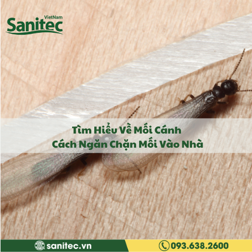 Tìm Hiểu Về Mối Cánh và Cách Ngăn Chặn Mối Vào Nhà